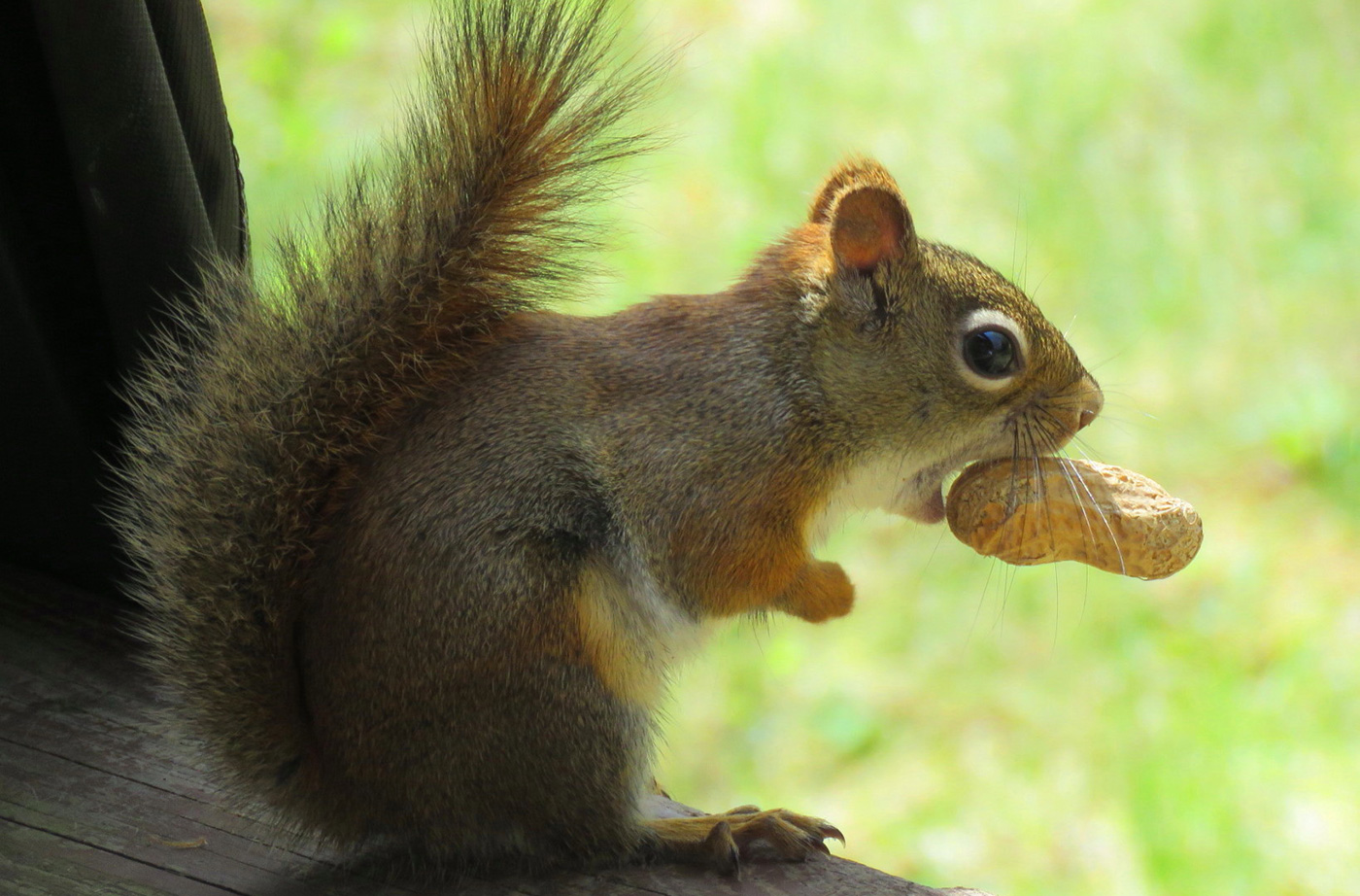 chipmunk eating peanut