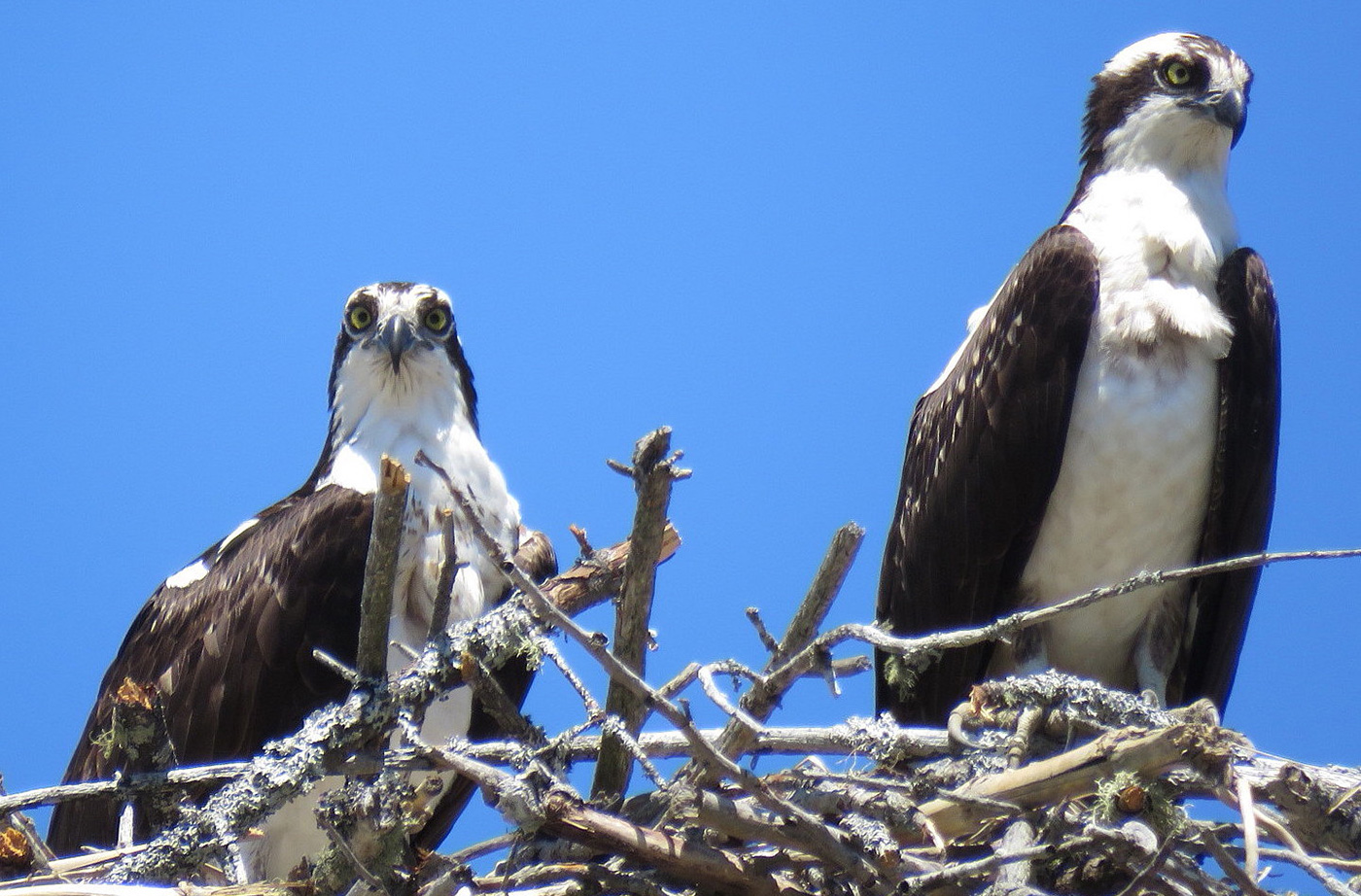 Osprey in their nest in Augusta, Maine