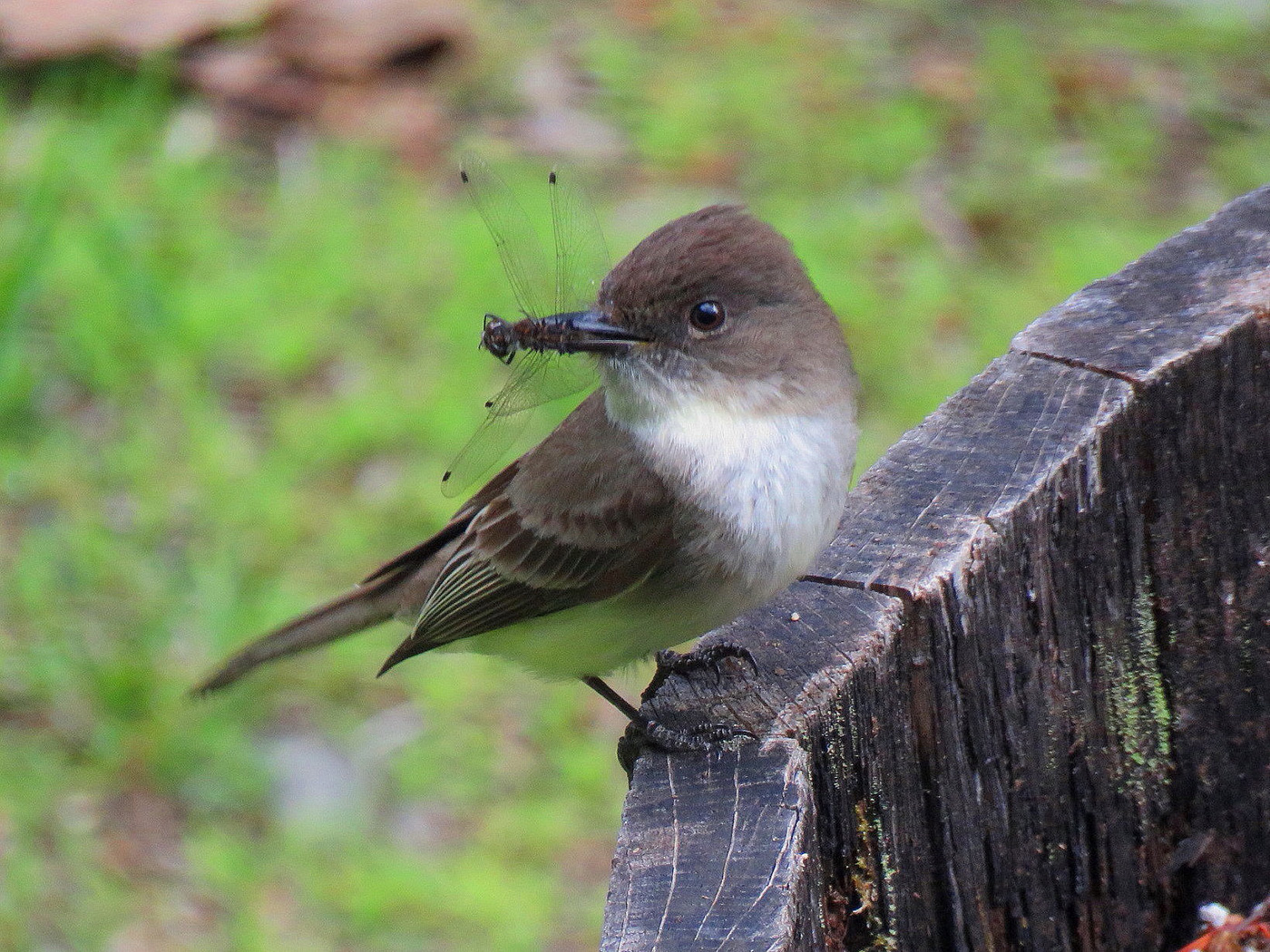 Phoebe with dragonfly in South China, Maine