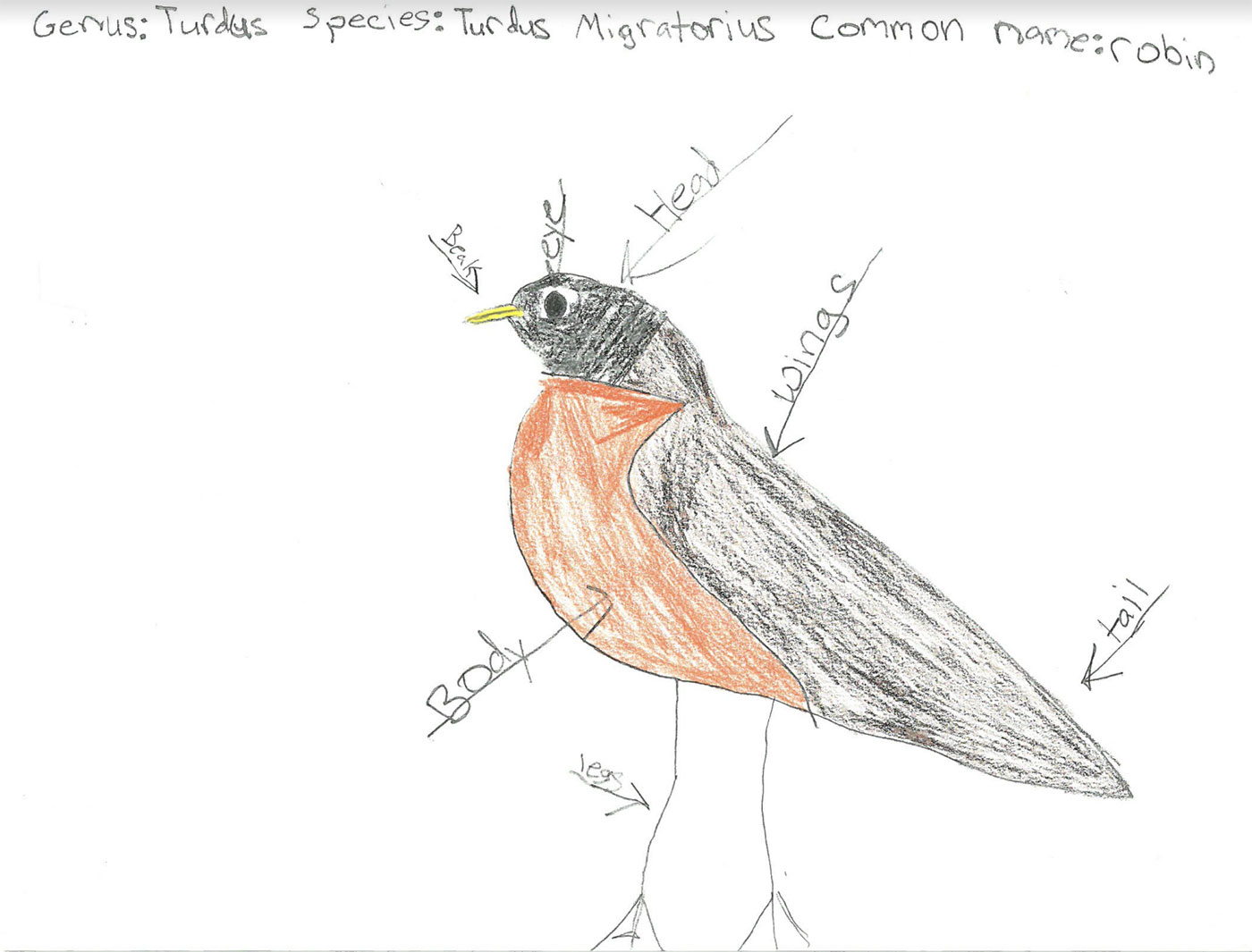 robin drawing by Lincolnville student