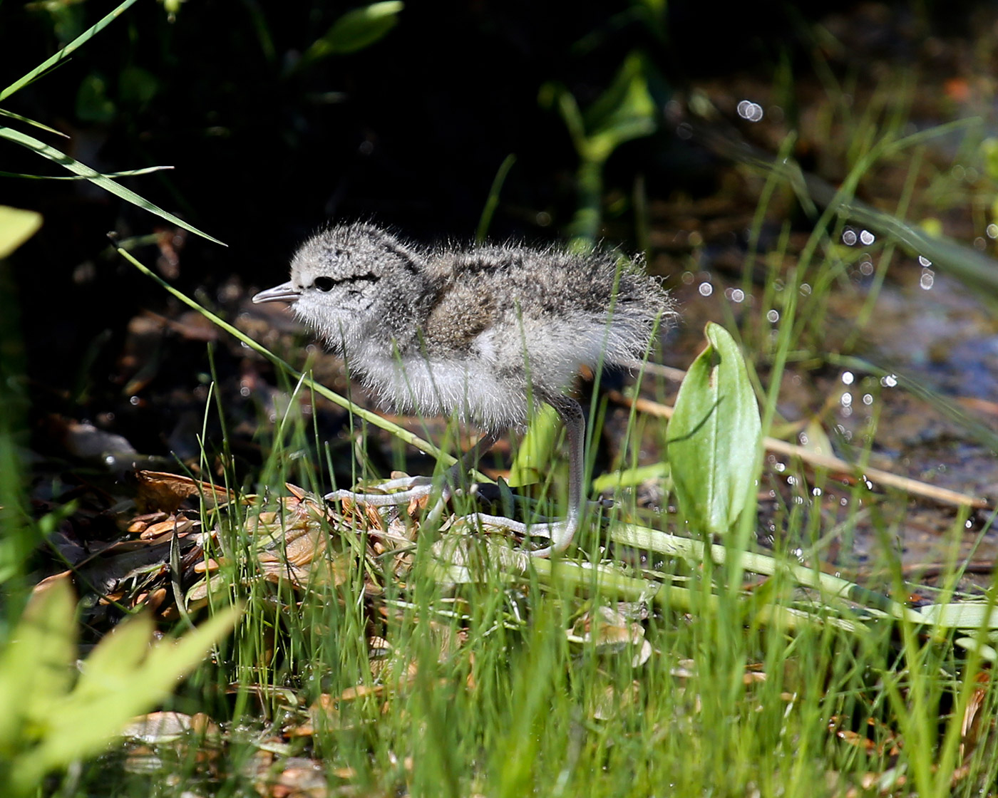 Spotted Sandpiper chick near the Penobscot River in Old Town, Maine