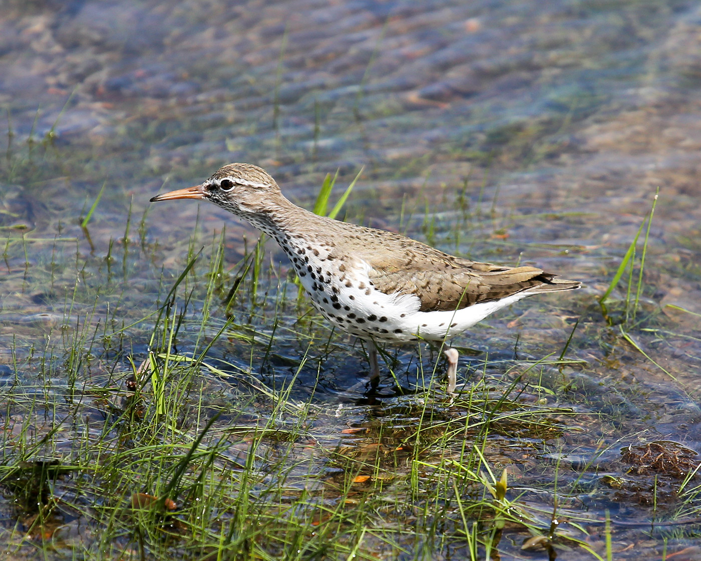 Spotted Sandpiper in Old Town, Maine