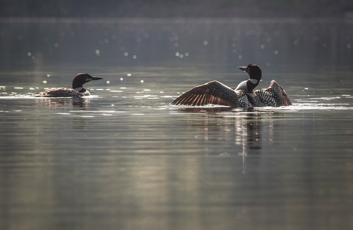 Loons on Brettun's Pond in Livermore. Photo by Ted Anderson