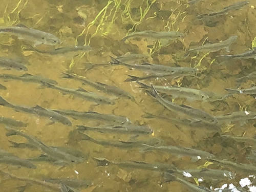 Alewives. Photo courtesy of Jeff Wells