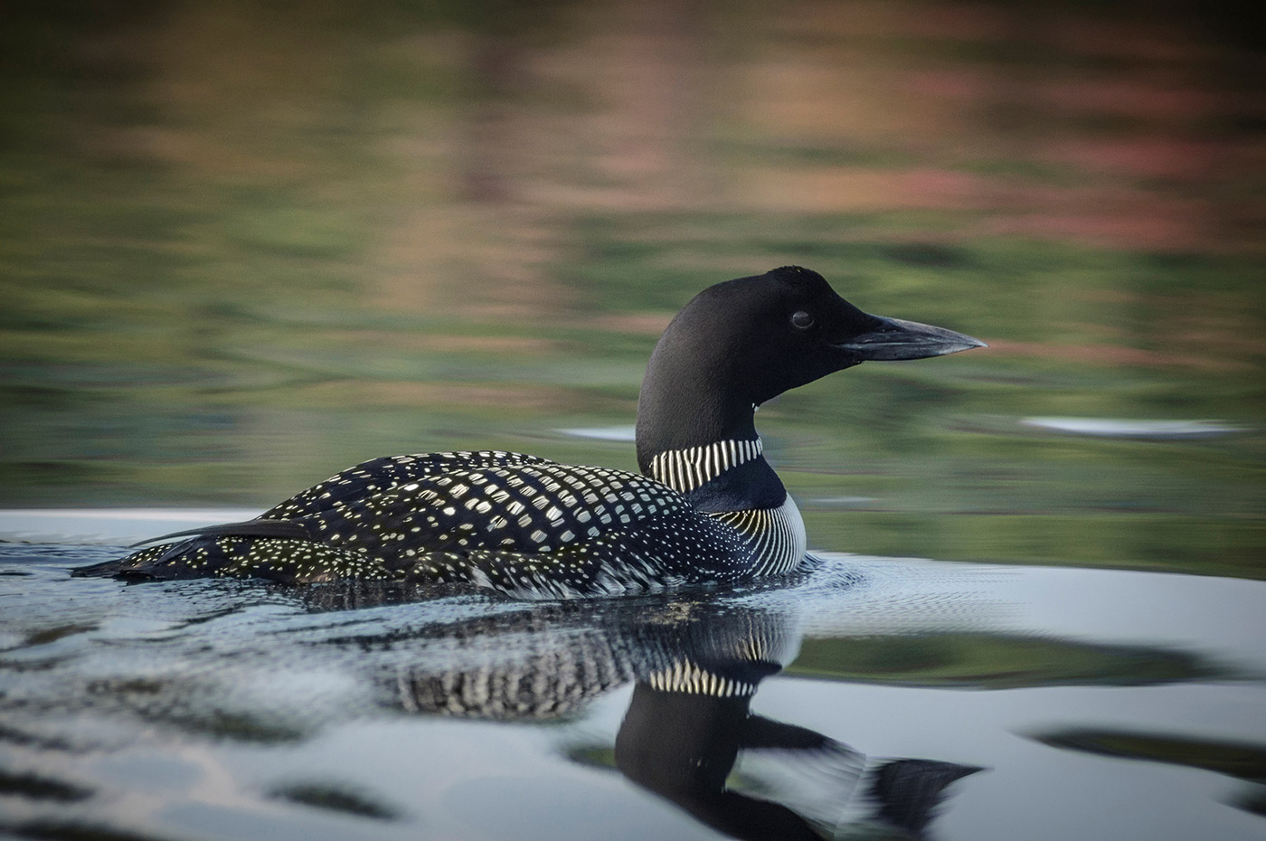 Loon on Brettun's Pond in Livermore. Photo by Ted Anderson