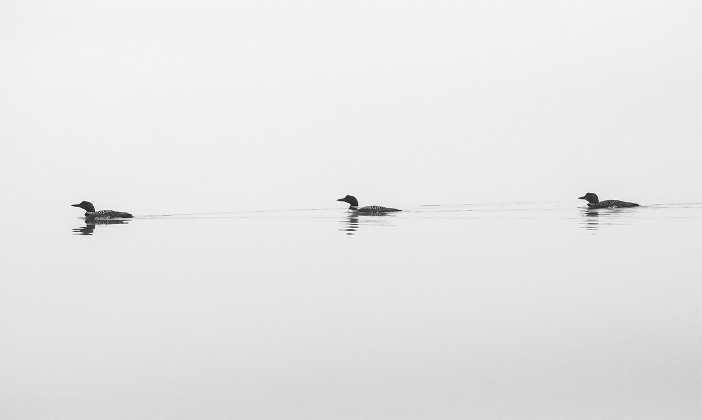 Loons on Brettun's Pond in Livermore. Photo by Ted Anderson