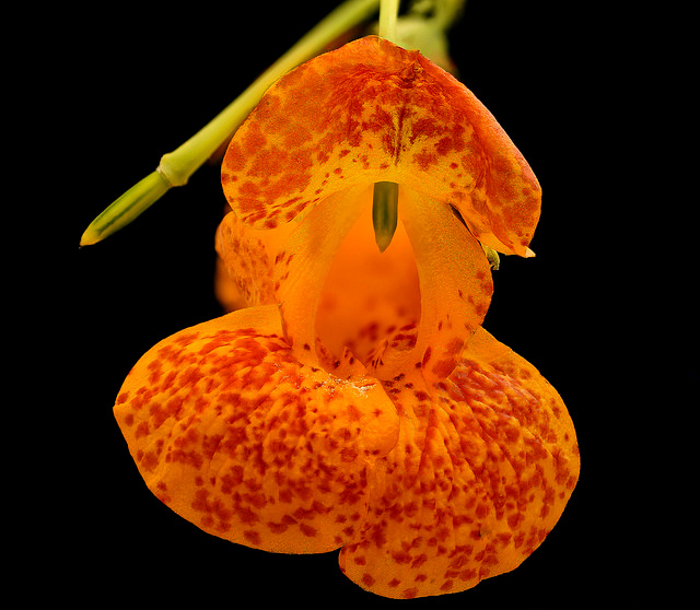 Spotted Jewelweed 