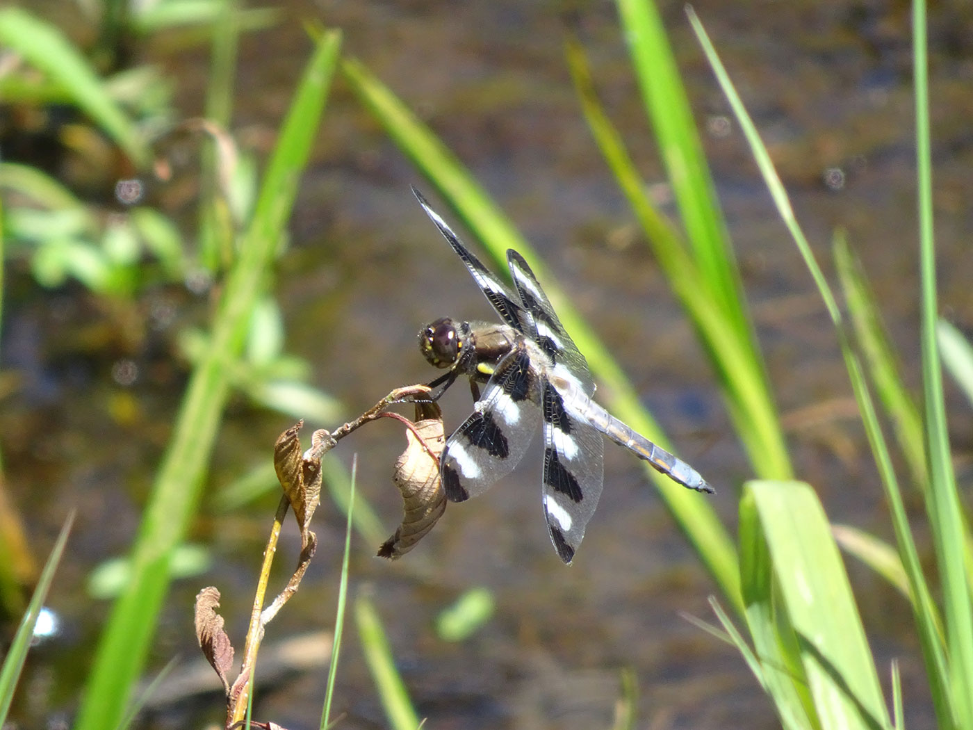 12-spotted skimmer at Moosehorn NWR by Leda Beth Gray