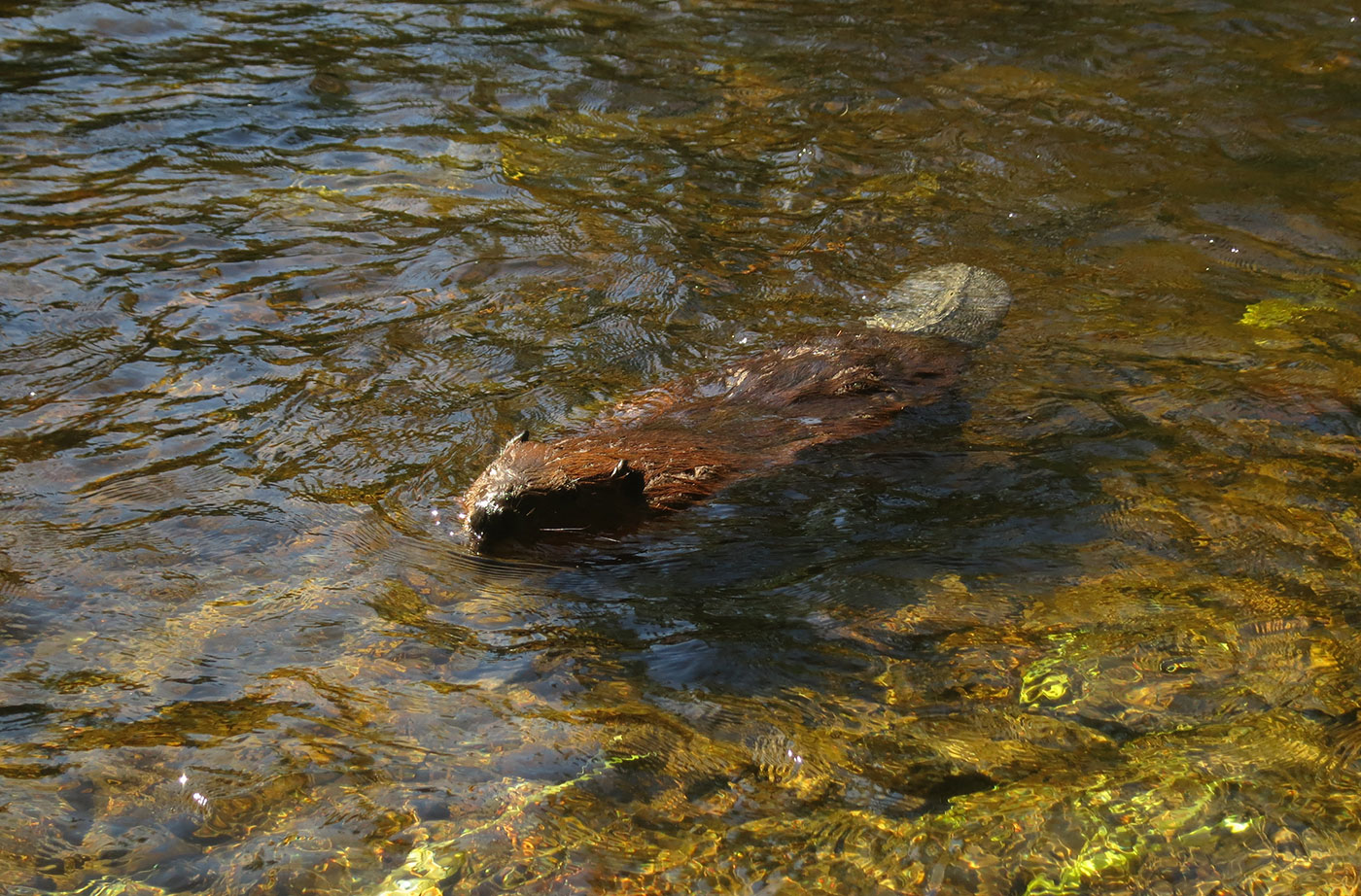Beaver at Baxter State Park by Karen Herold
