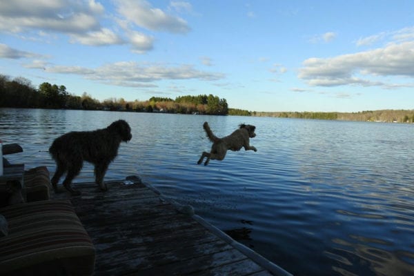 Griz-and-Tucker-on-China-Lake-by-Jeanette-Smith dogs on China Lake