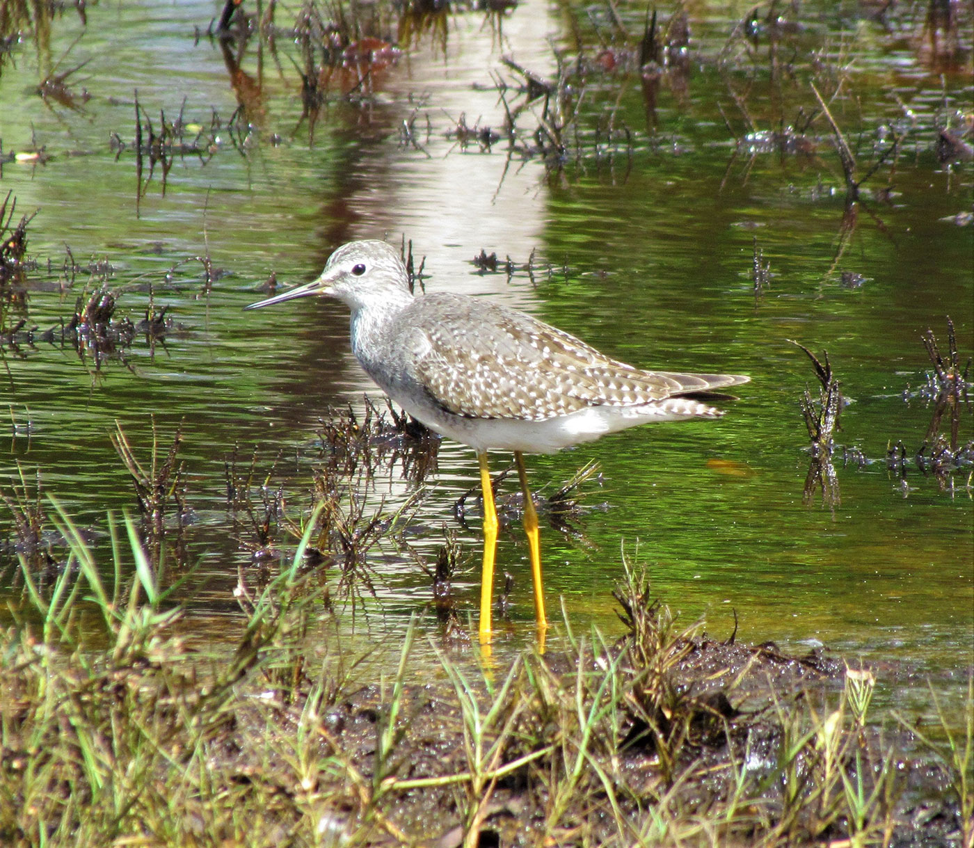 Yellowlegs by Jeff Wells