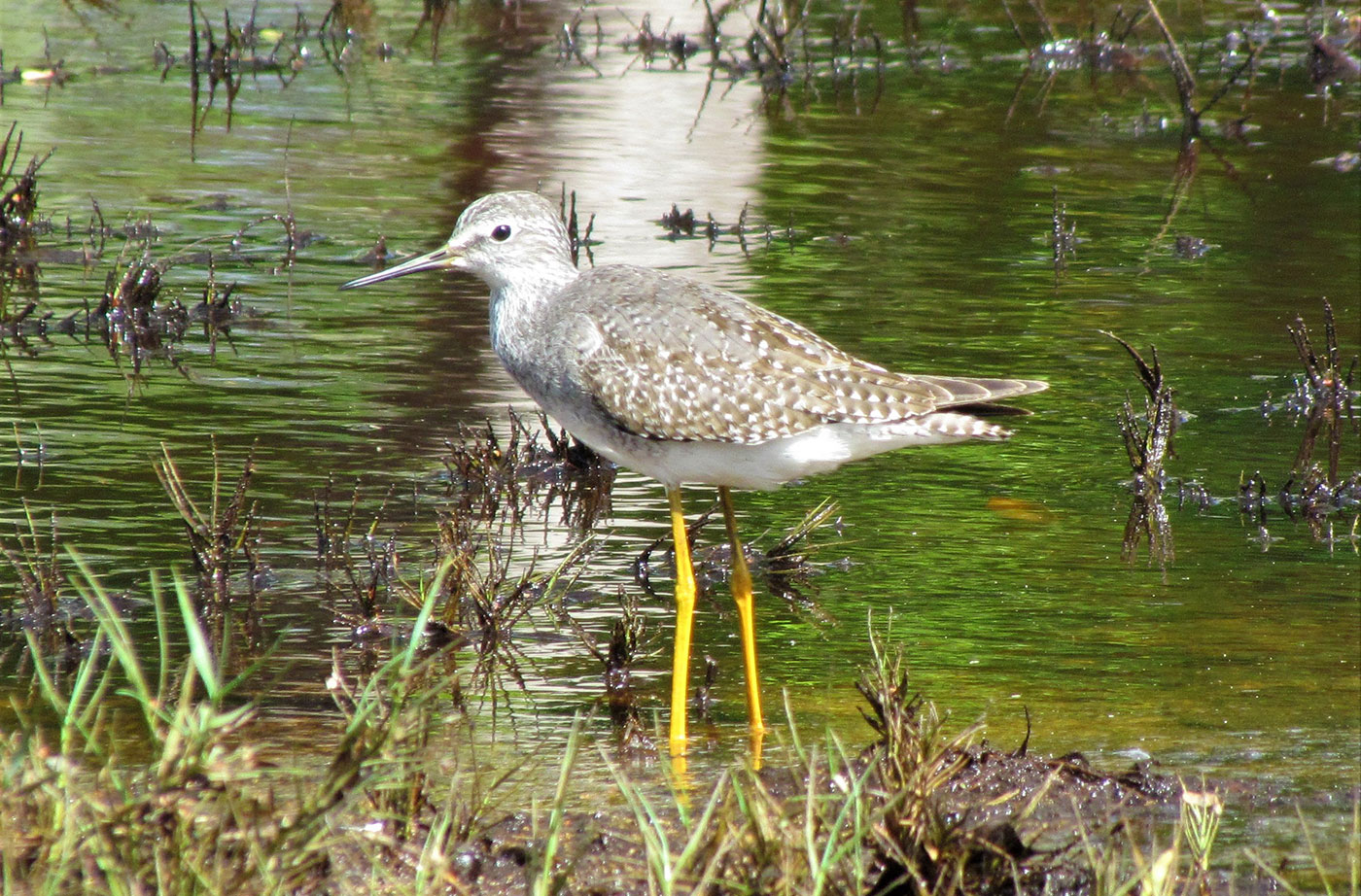 yellowlegs Jeff Wells