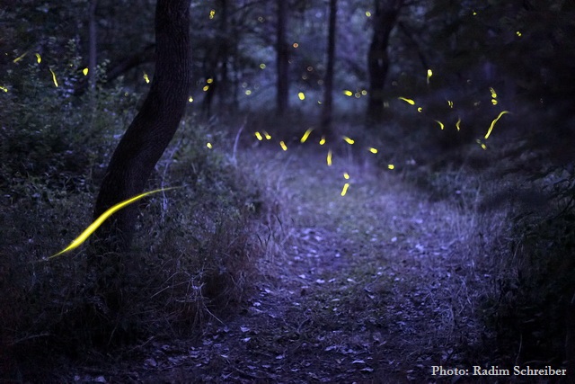 fireflies