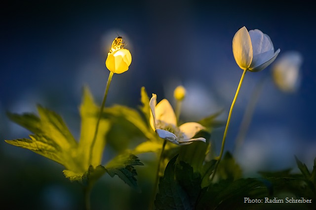 Firefly Illuminating Wood Anemone Wildflower