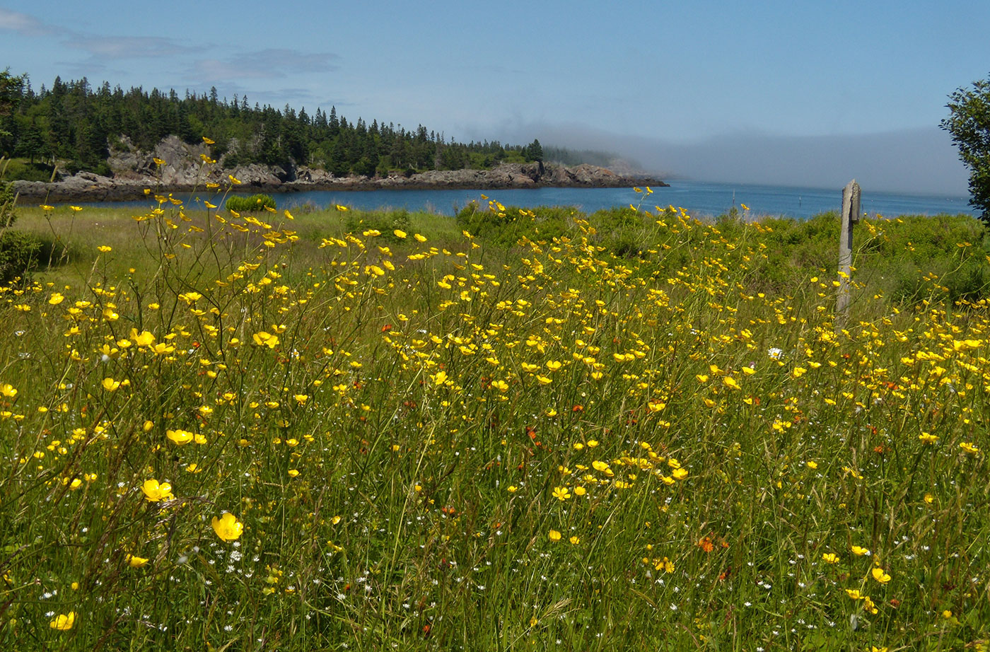 Flowers on the Bold Coast trail. Photo by Tom Meredith