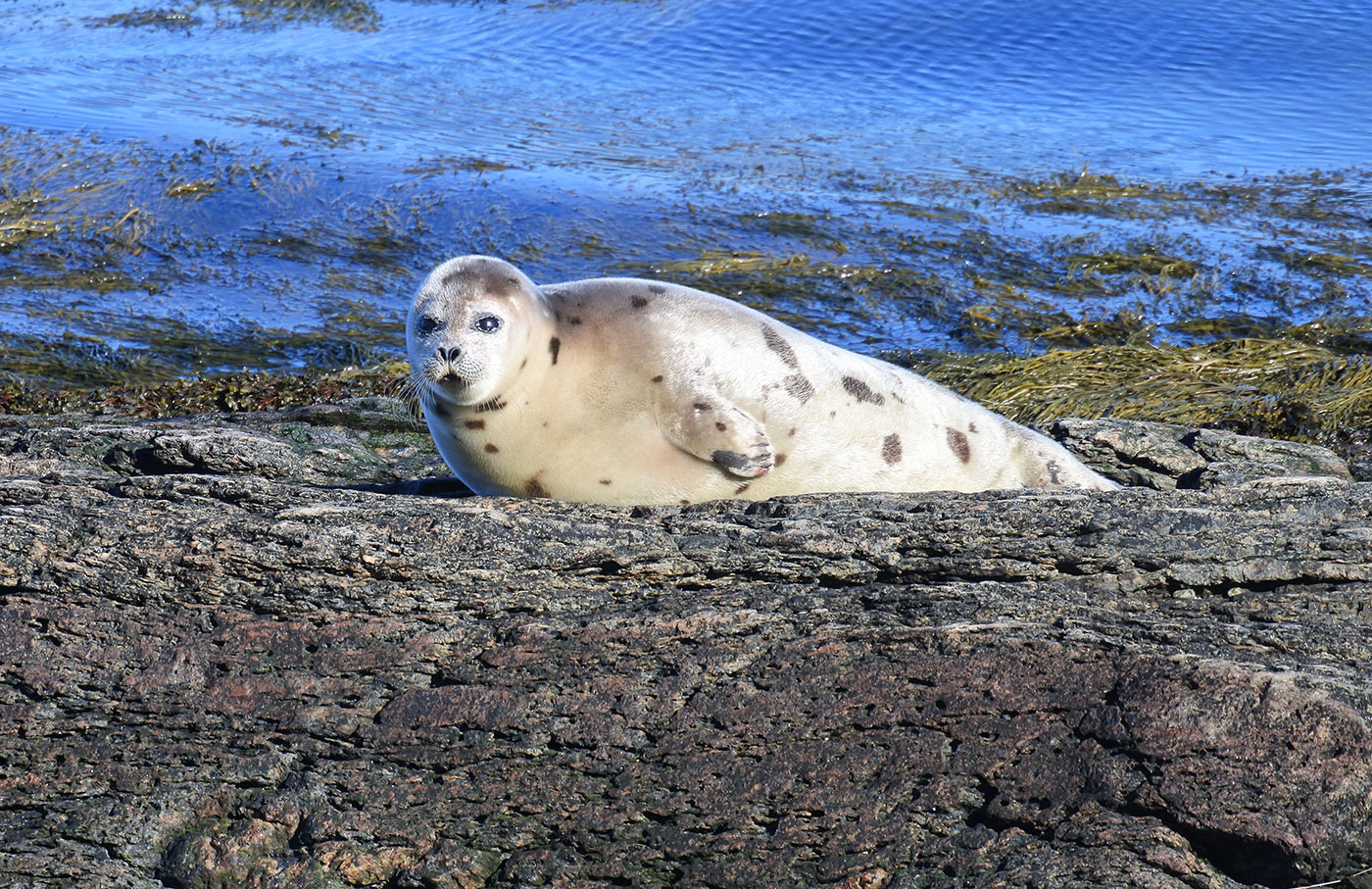 Harp seal in Tenants Harbor