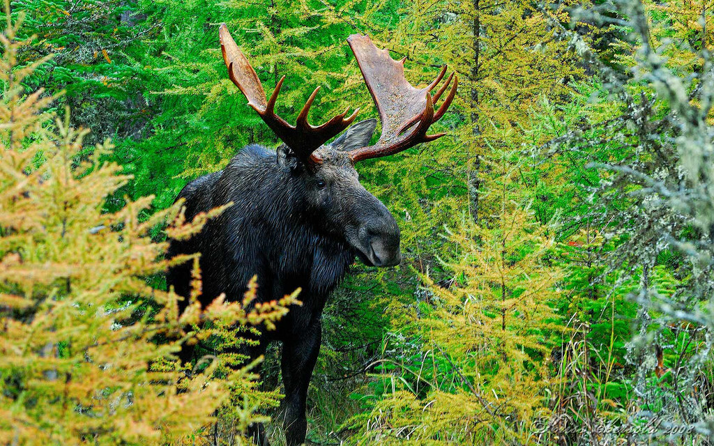 moose