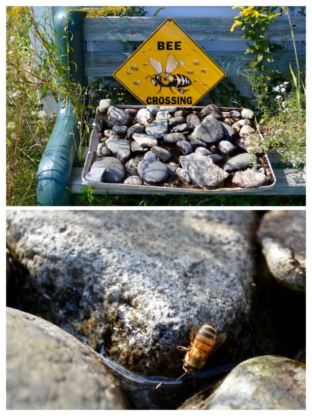 Bees at Highland Organics