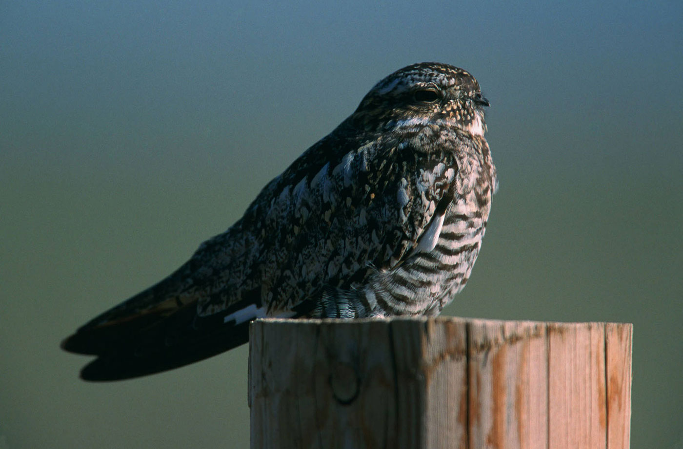 Common Nighthawk USFWS