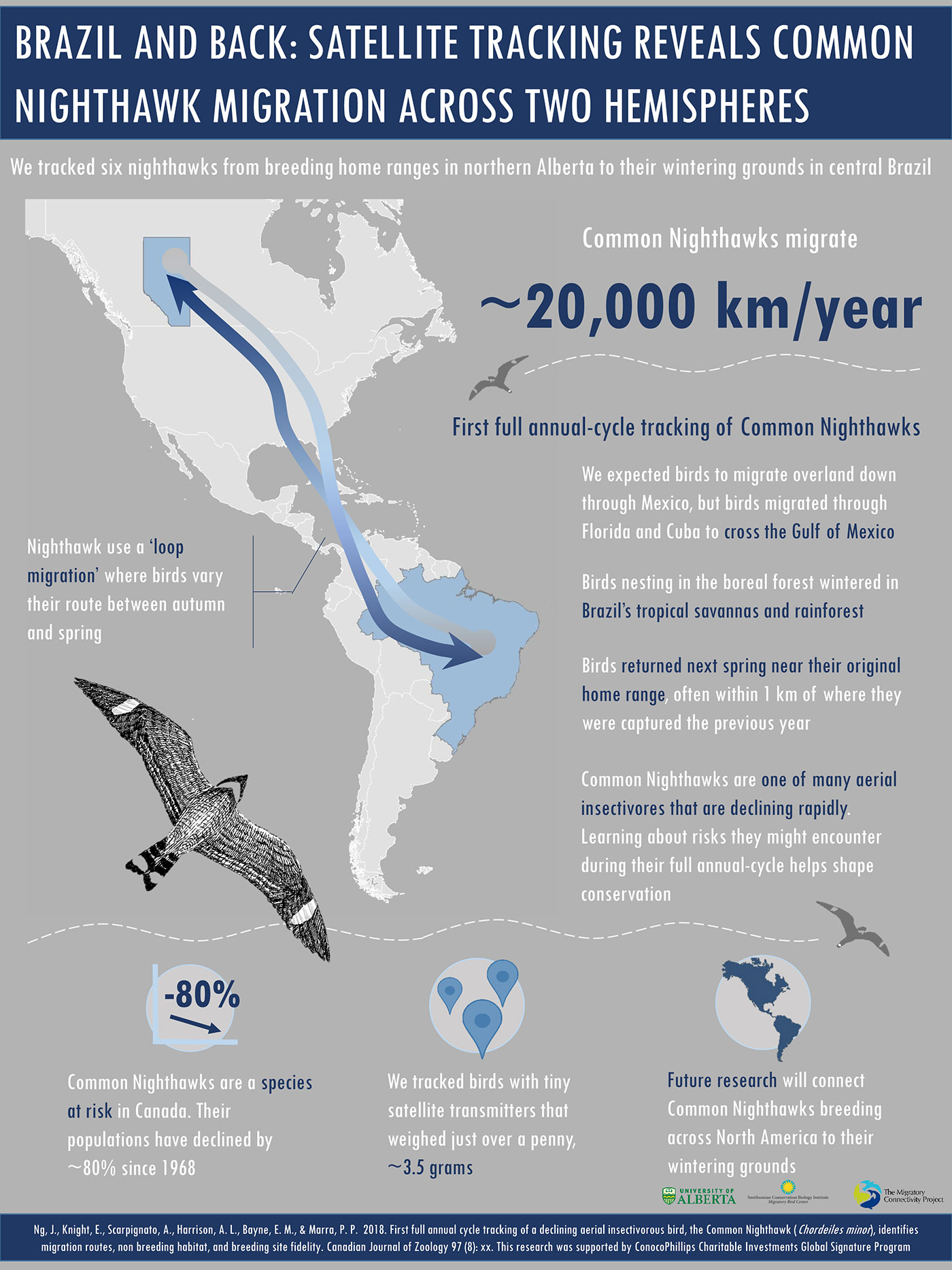 nighthawk migration