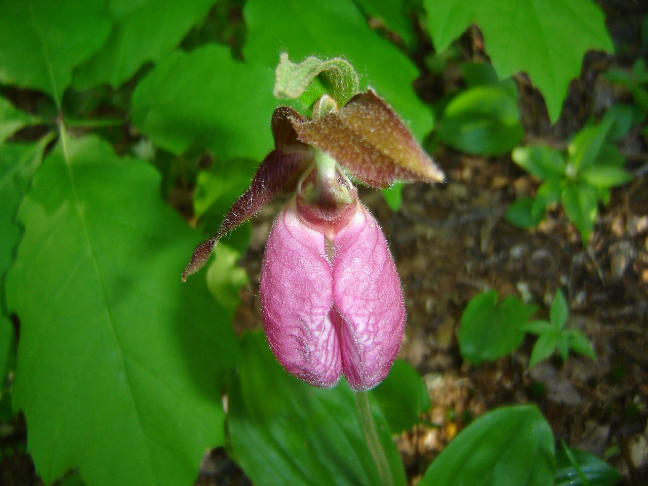 Pink Lady's Slipper in Oakland