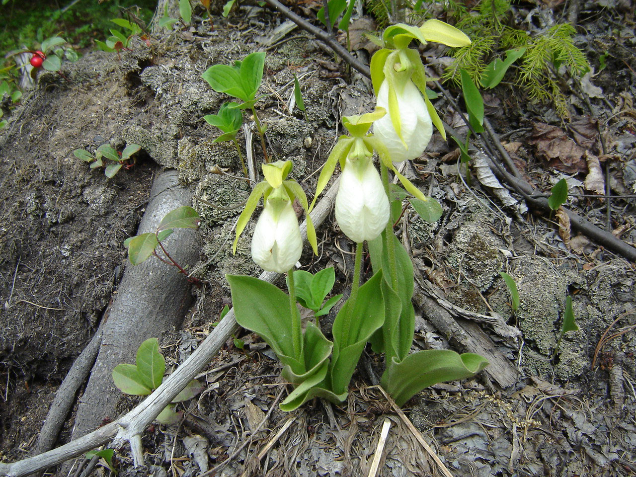 White Lady's Slippers in Soldiertown Township, Maine