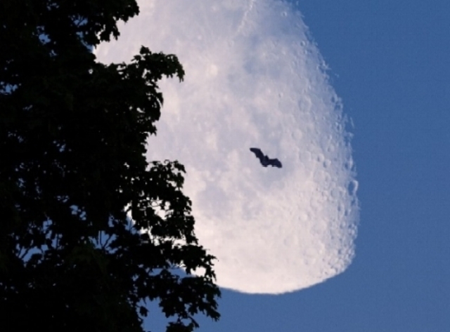 Bats flying in sky