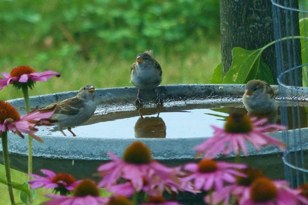 Water for Wildlife