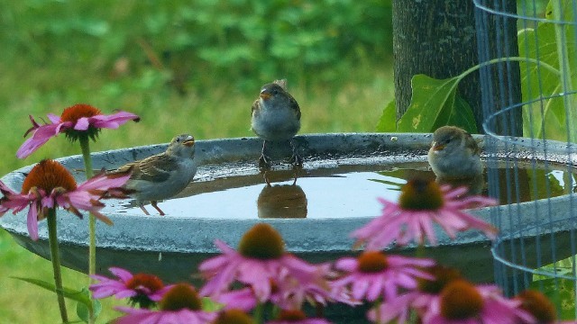 bird bath