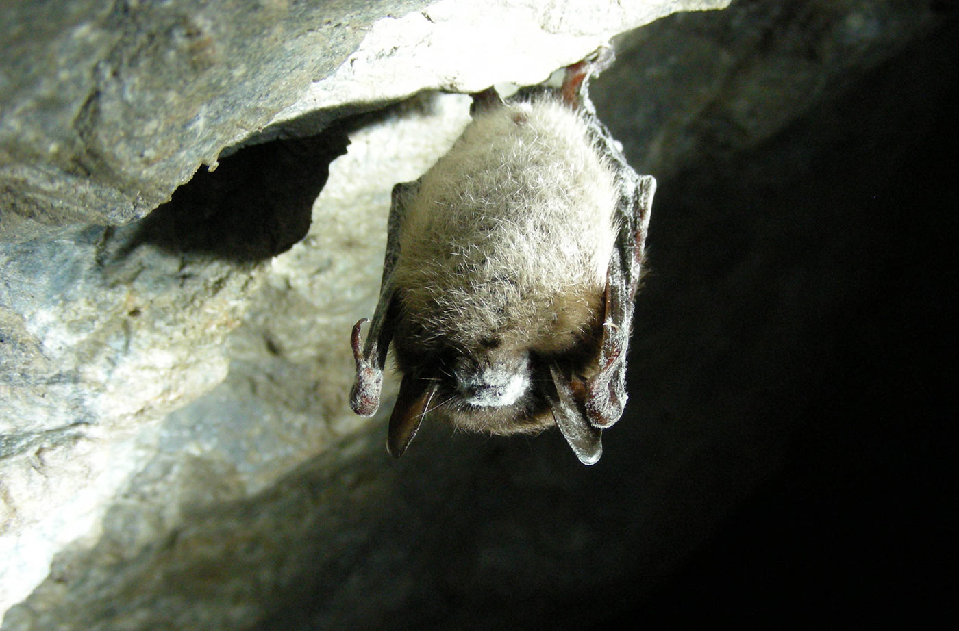 little brown bat USFWS