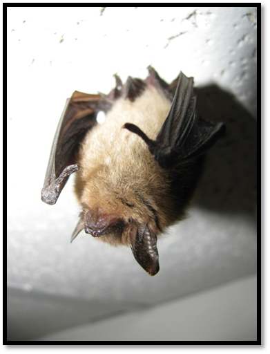 northern long-eared bat