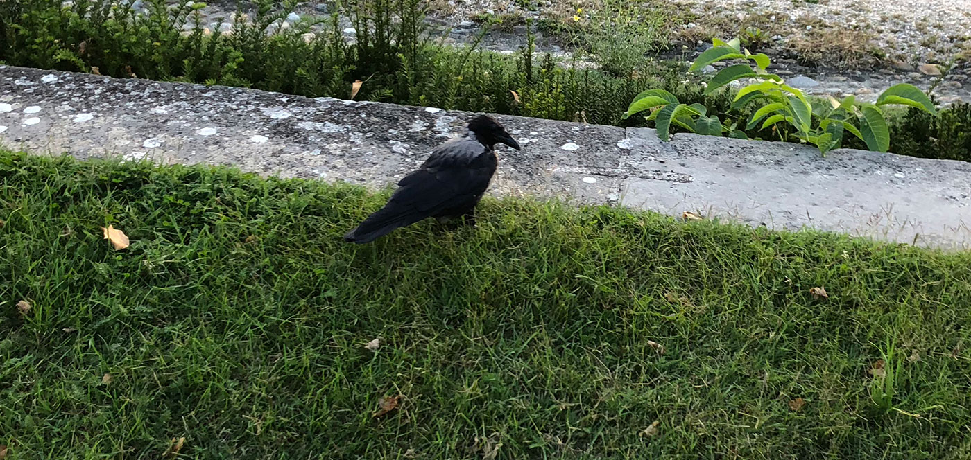 Hooded Crow