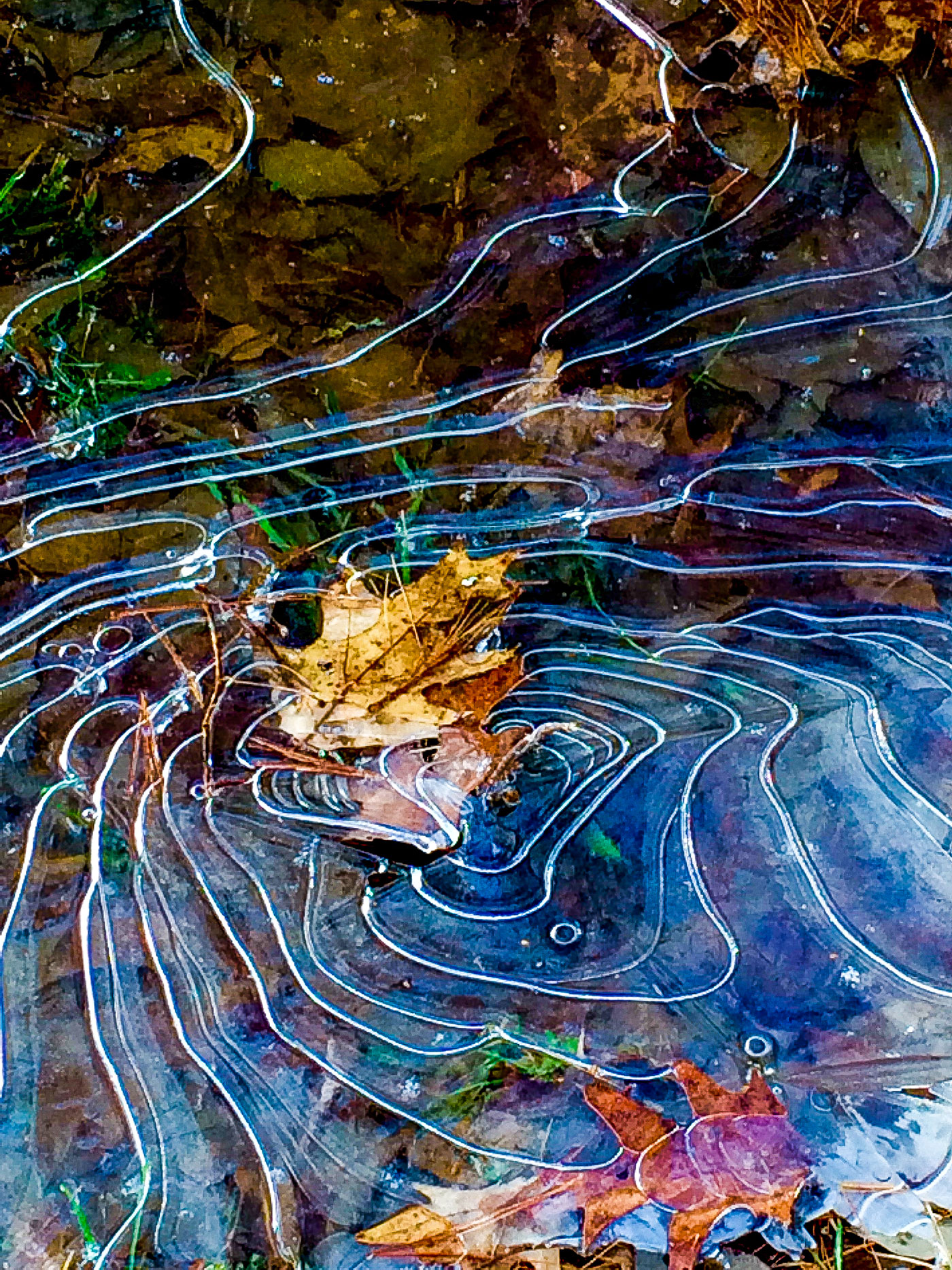 Leaf in ice