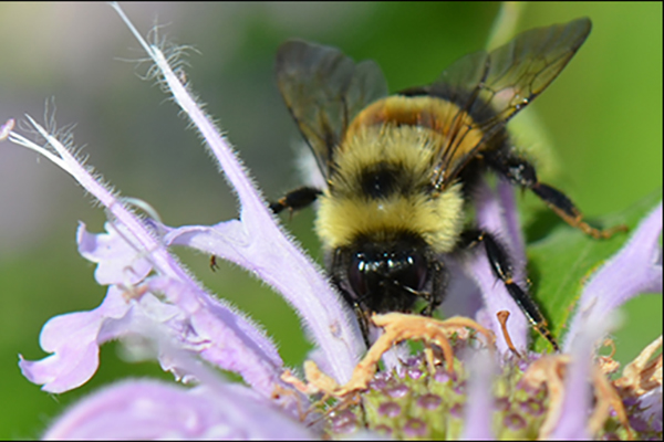 Common Eastern Bumble Bee  National Wildlife Federation