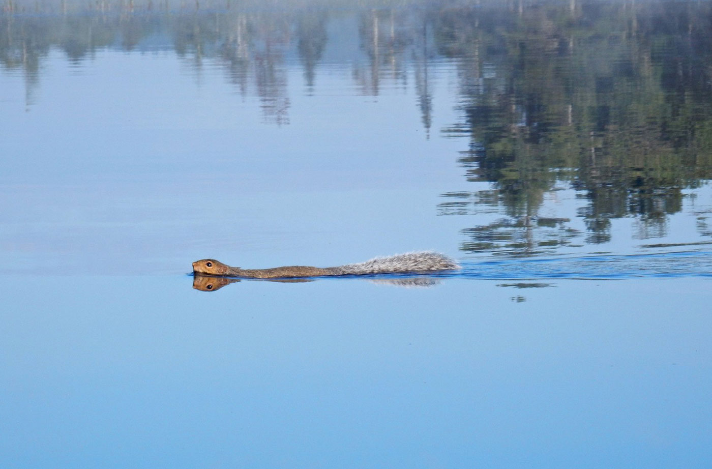 squirrel swimming in Maine