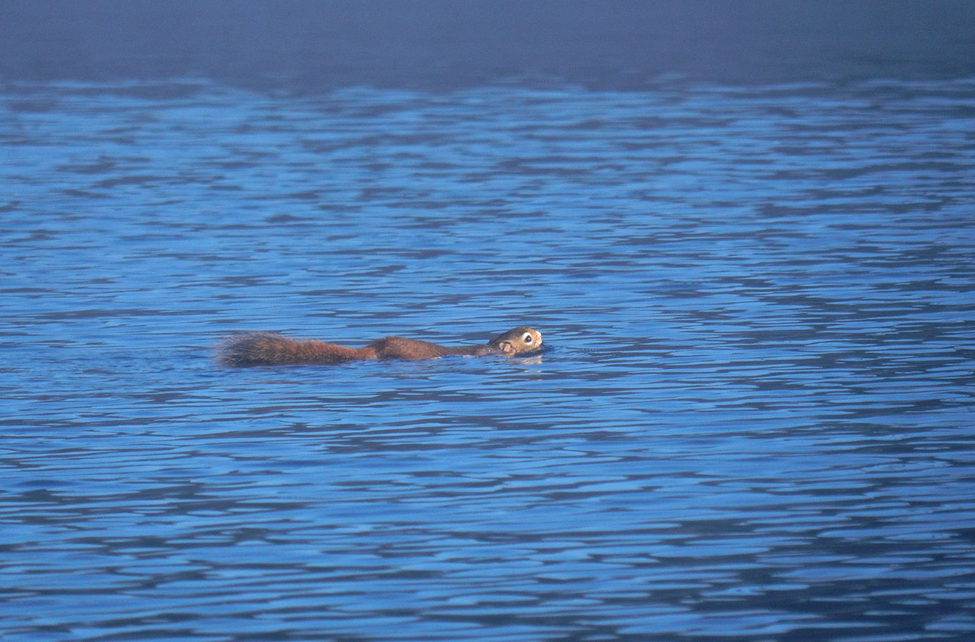 squirrel swimming in Maine