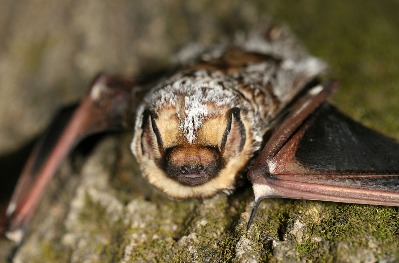 Hoary Bat by Dave Yates