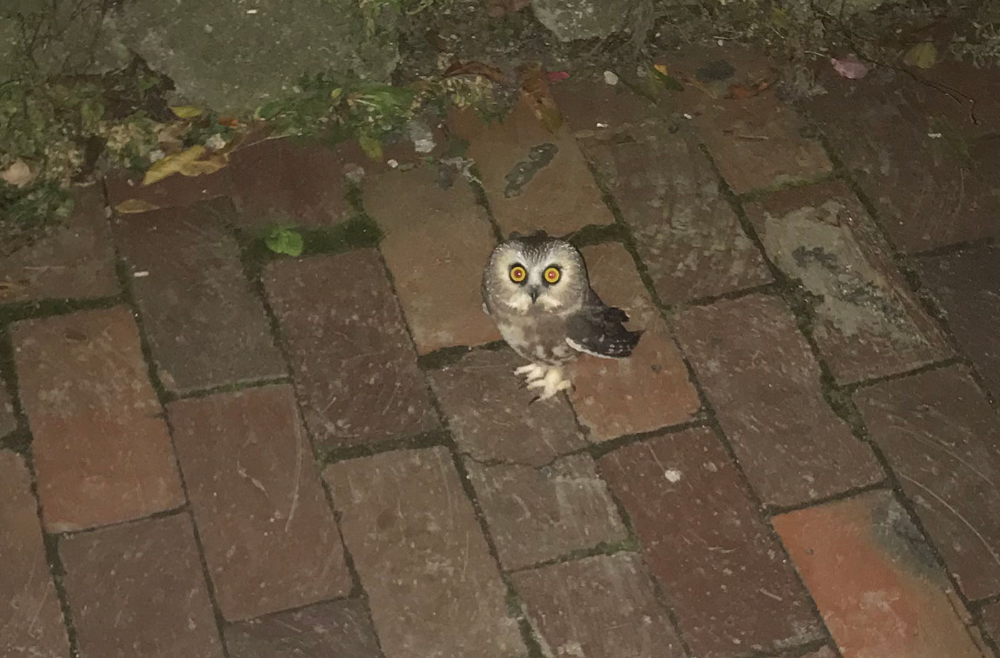 Northern Saw-whet Owl in Portland by Kristin Jackson