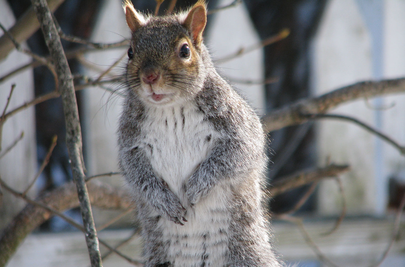 Squirrel at birdfeeder by Jeff Wells