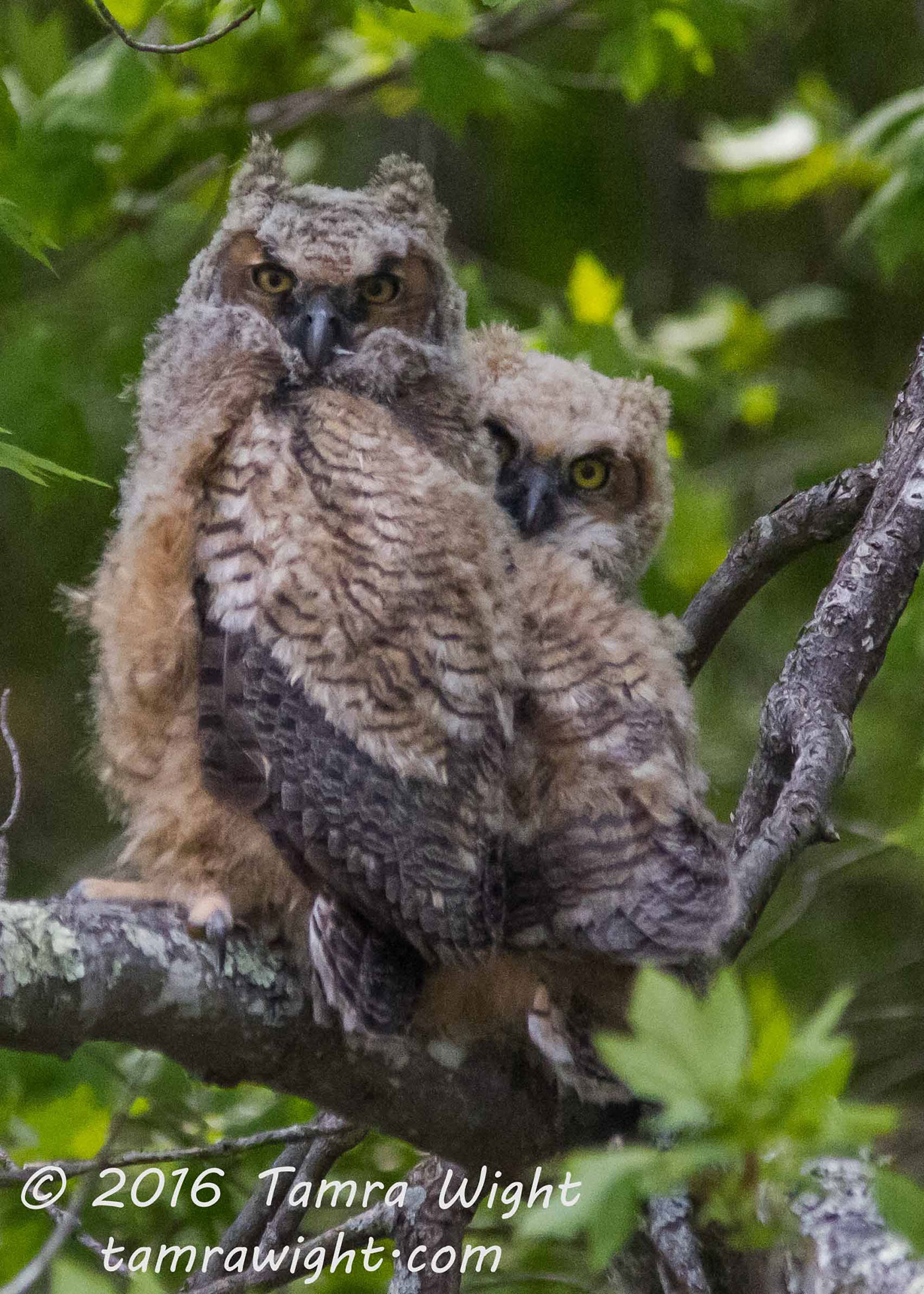 Great Horned Owlets