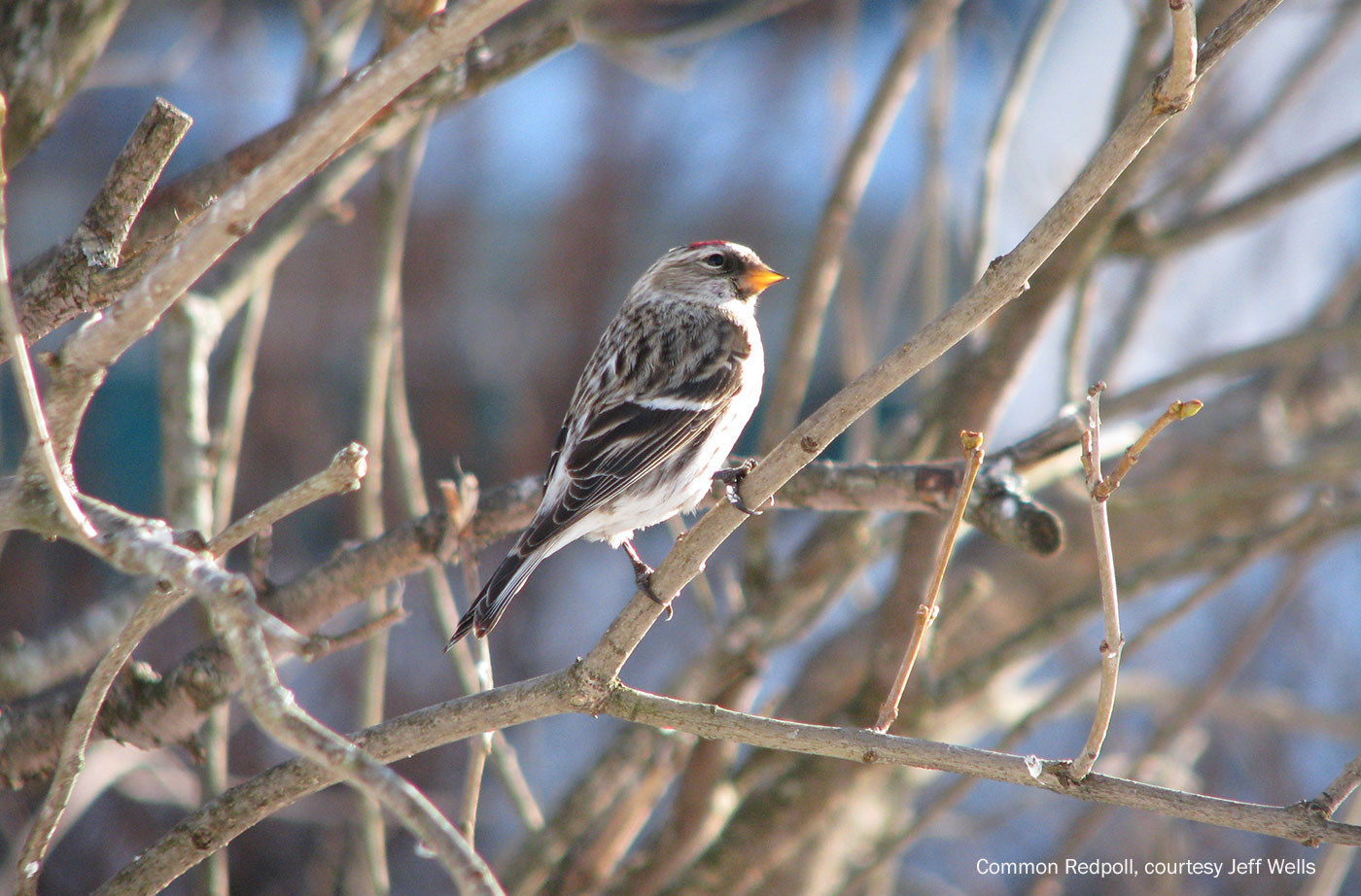 Common Redpoll courtesy Jeff Wells