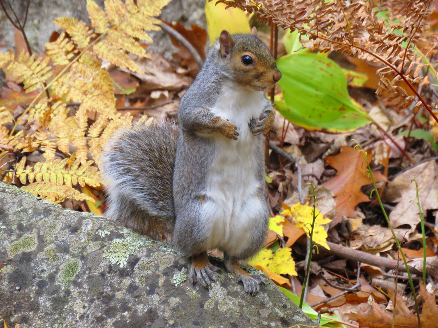 Gray Squirrel in South China, Maine