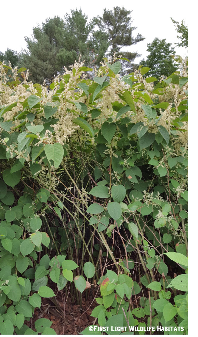 Japanese Knotweed