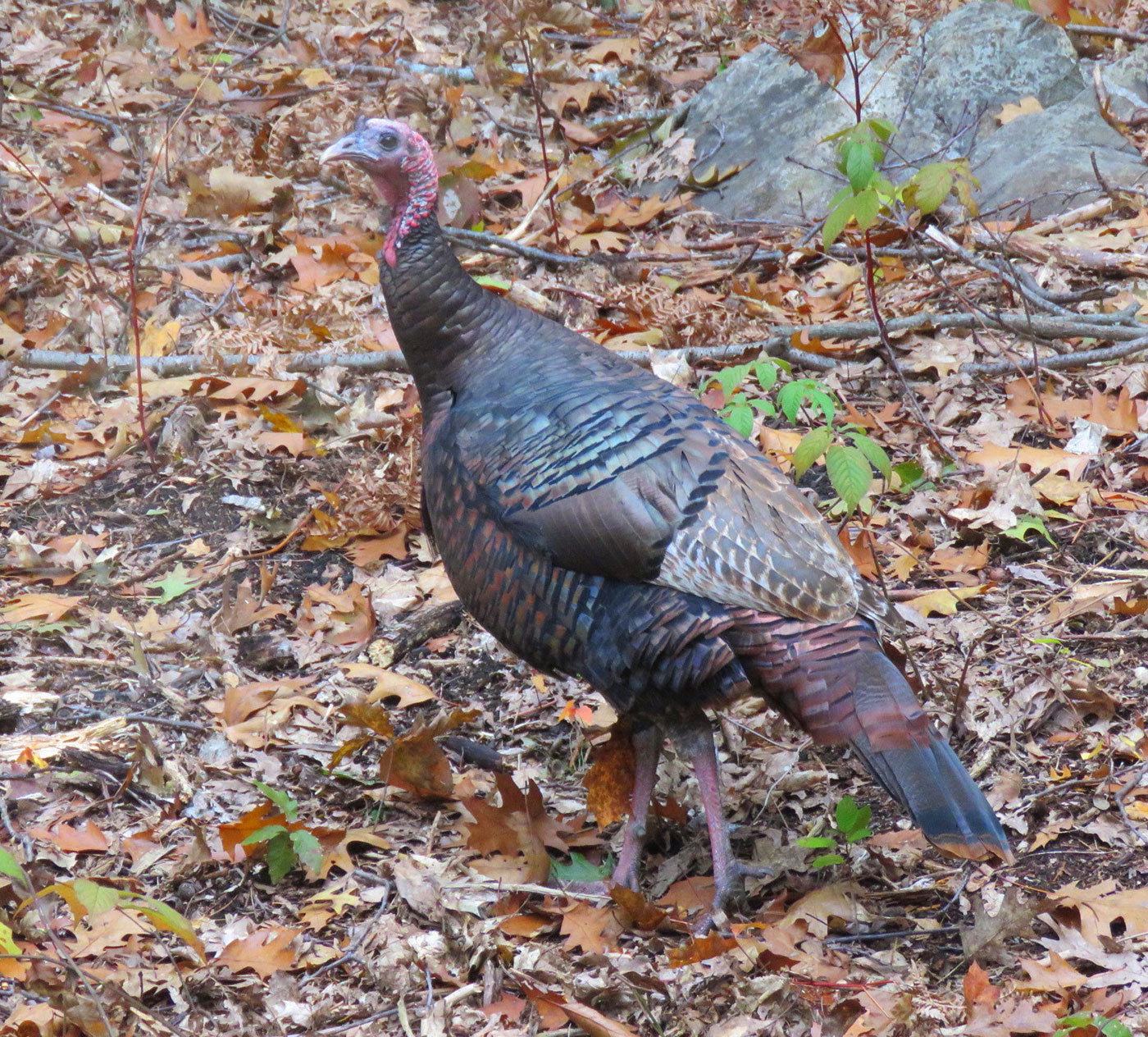 Tom turkey in South China, Maine