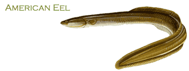 American Eel