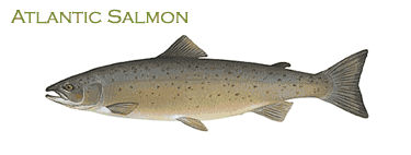 Atlantic Salmon