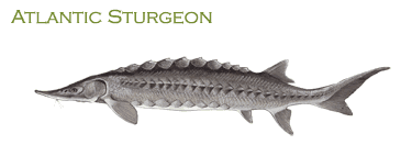 Atlantic Sturgeon