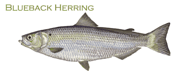 Blueback Herring