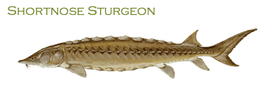 Shortnose Sturgeon