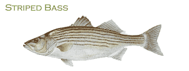 Striped Bass